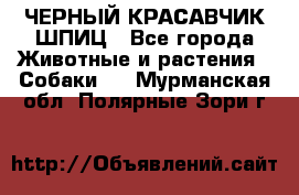 ЧЕРНЫЙ КРАСАВЧИК ШПИЦ - Все города Животные и растения » Собаки   . Мурманская обл.,Полярные Зори г.